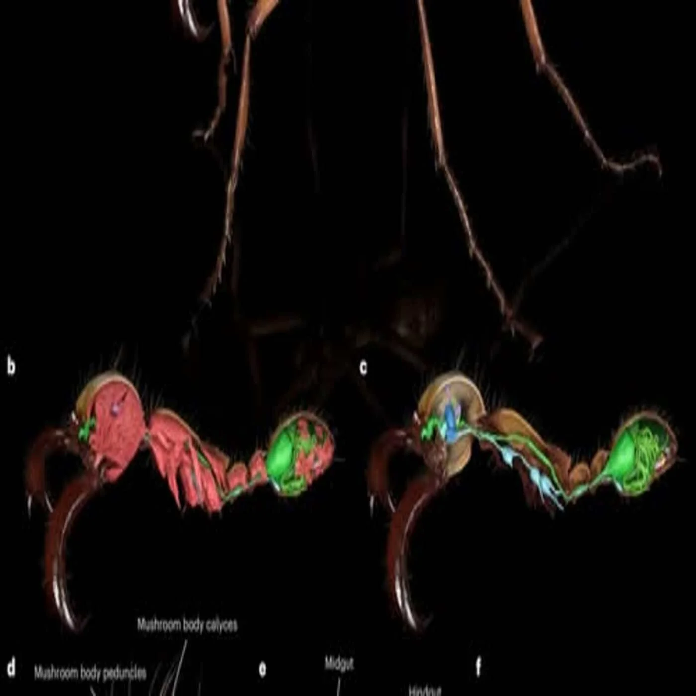 Considera l’armadillo di mercoledì 01/04/2026