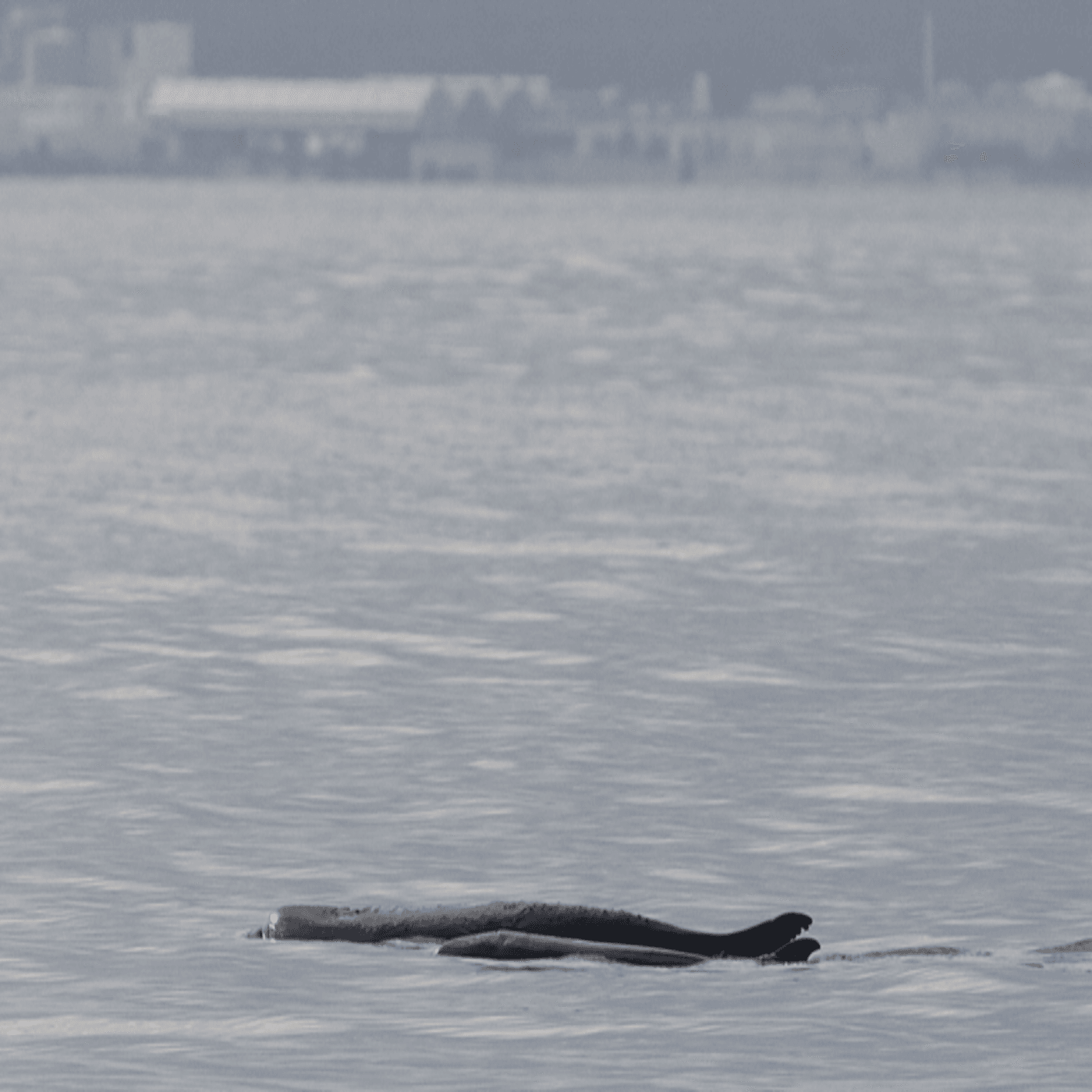 Considera l’armadillo di martedì 07/04/2026