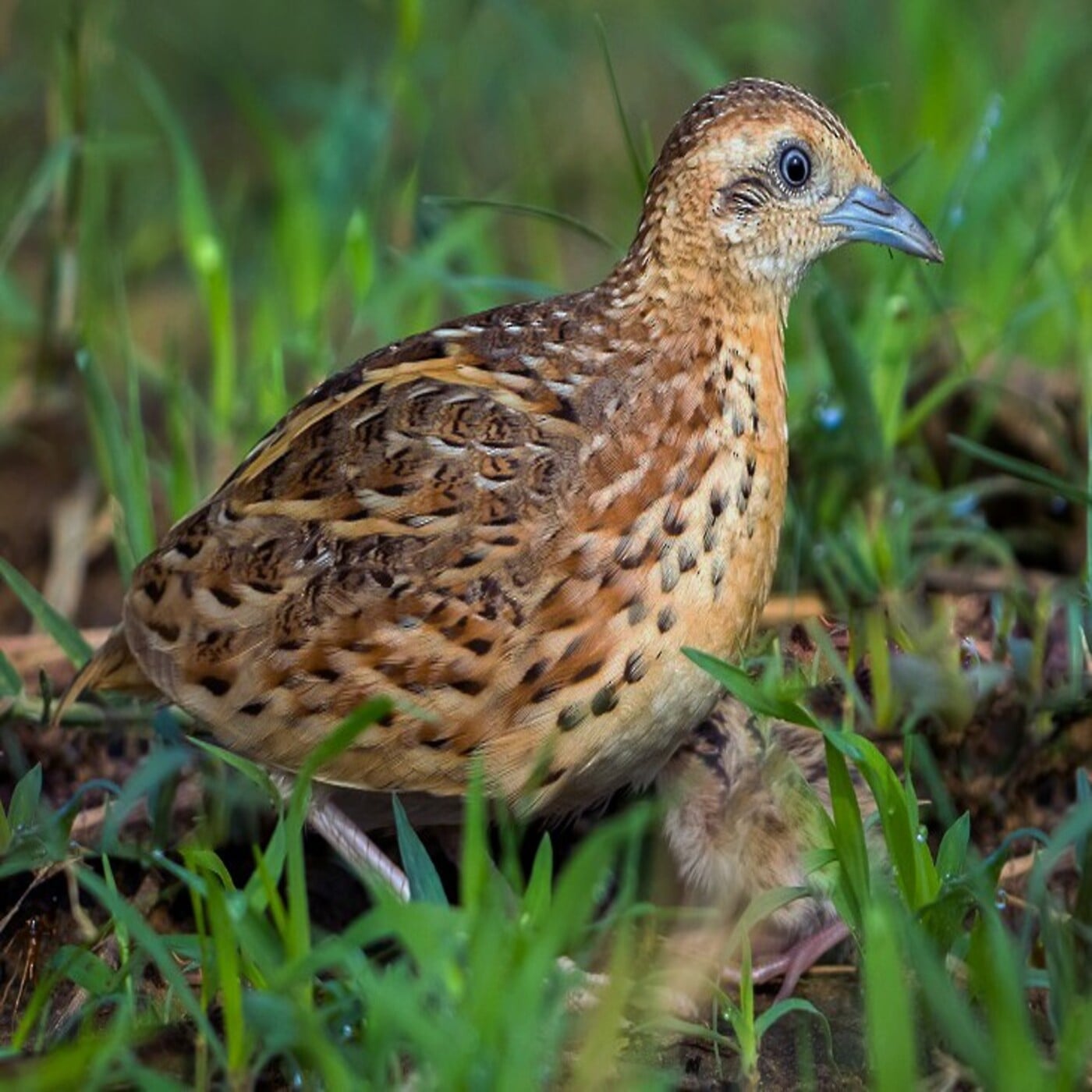 Considera l’armadillo di giovedì 16/04/2026