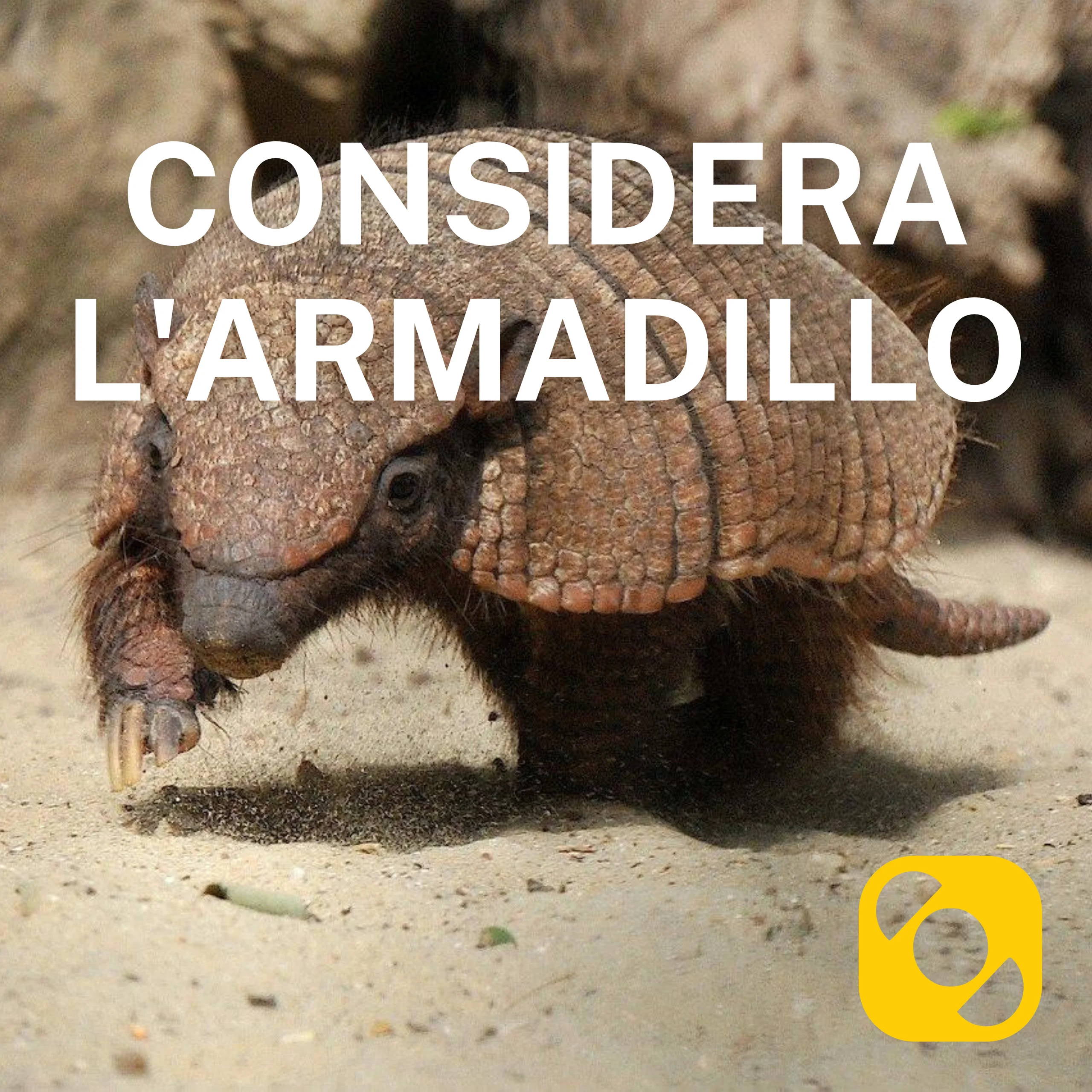 Considera l’armadillo di giovedì 28/05/2026